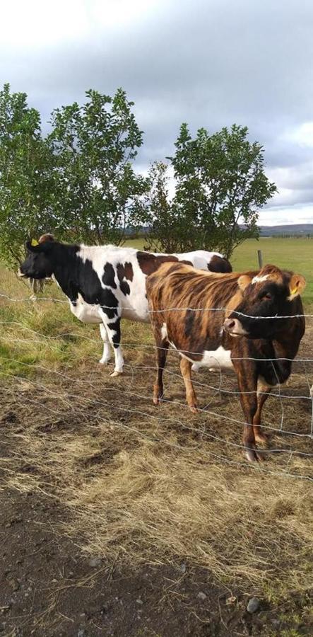 Rauthuskrithur Farm Holmabaeir Eksteriør bilde